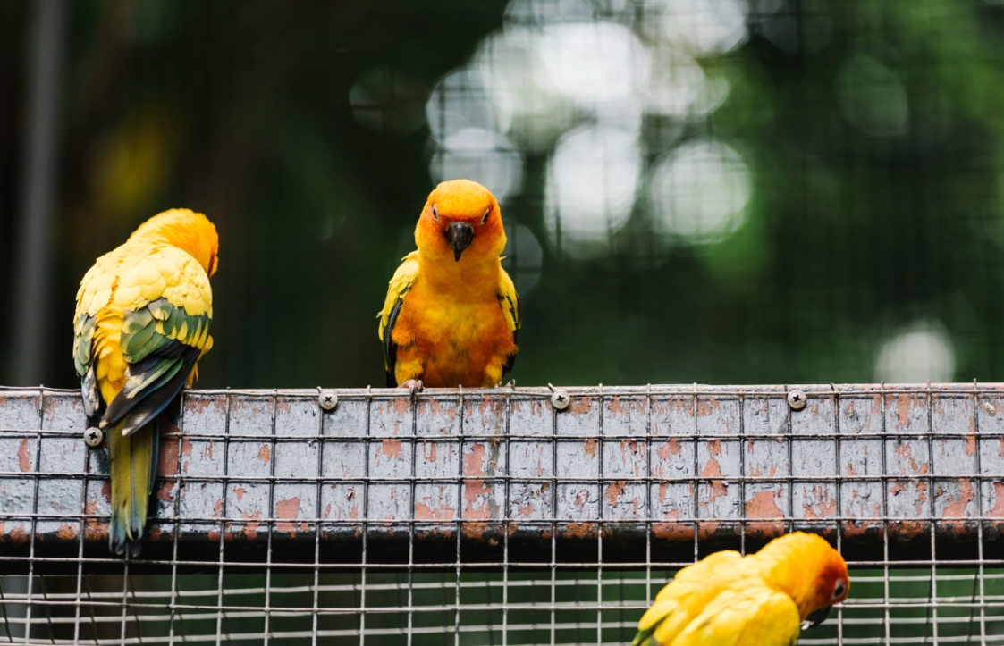 Unikalne narodziny we wrocławskim ZOO: Dwójka dzioborożców palawańskich dołącza do rodziny