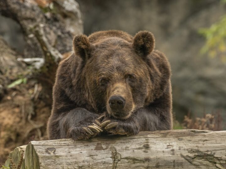 Najstarsza niedźwiedzica himalajska Józia z Wrocławskiego ogrodu zoologicznego zakończyła swoje niemal 37-letnie życie