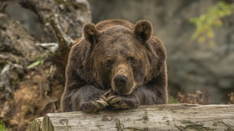 Najstarsza niedźwiedzica himalajska Józia z Wrocławskiego ogrodu zoologicznego zakończyła swoje niemal 37-letnie życie