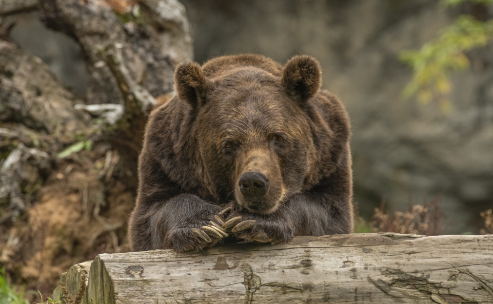 Najstarsza niedźwiedzica himalajska Józia z Wrocławskiego ogrodu zoologicznego zakończyła swoje niemal 37-letnie życie