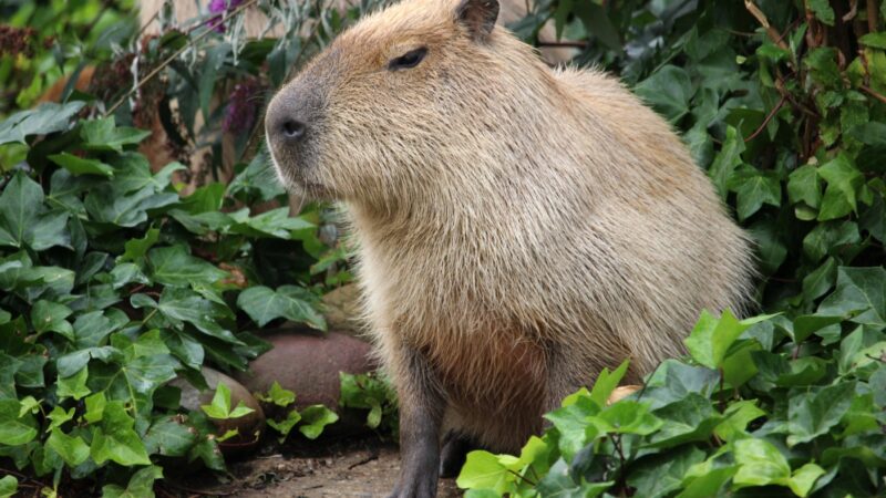 Odwiedź Wrocławskie ZOO – Nowe kapibary z Kopenhagi dołączają do rodziny