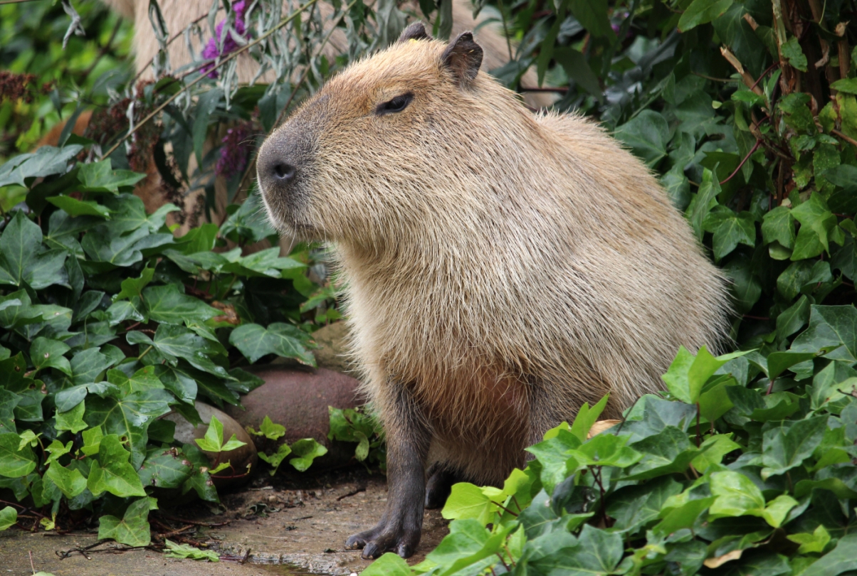 Odwiedź Wrocławskie ZOO – Nowe kapibary z Kopenhagi dołączają do rodziny