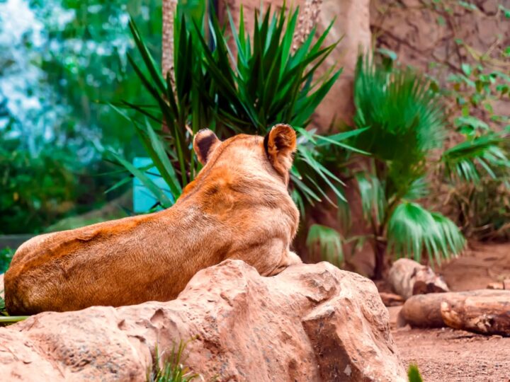 Zmiany w cenniku Wrocławskiego Ogrodu Zoologicznego – podwyżki cen biletów od nowego roku