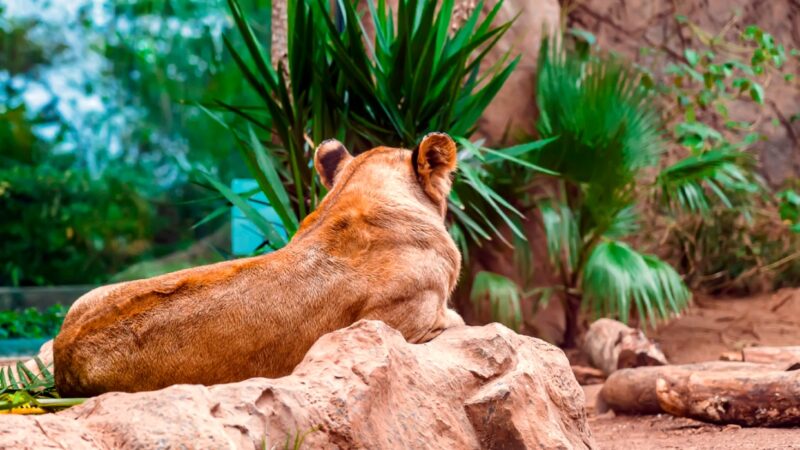 Zmiany w cenniku Wrocławskiego Ogrodu Zoologicznego – podwyżki cen biletów od nowego roku