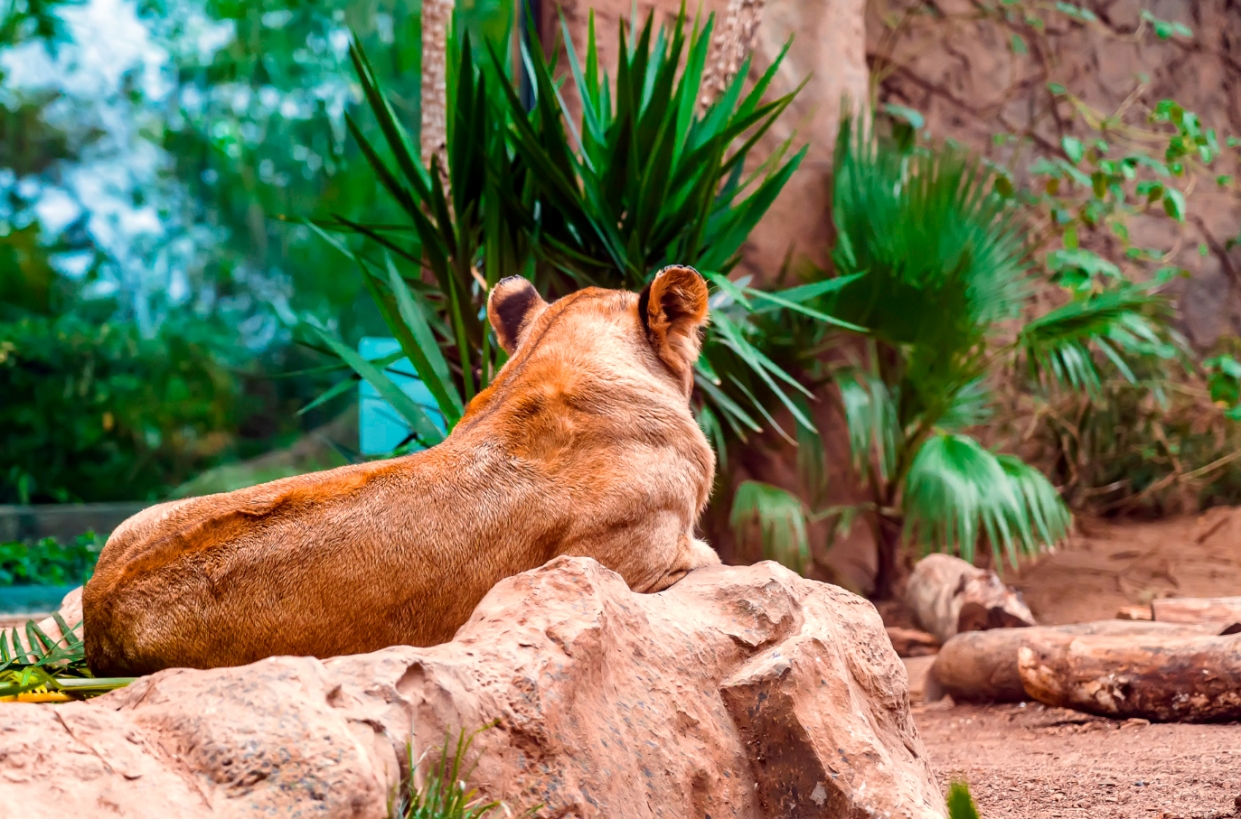 Zmiany w cenniku Wrocławskiego Ogrodu Zoologicznego – podwyżki cen biletów od nowego roku