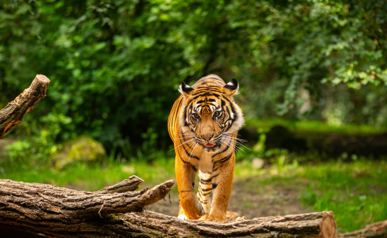 ZOO Wrocław: Wyjątkowe narodziny czterech tygrysów sumatrzańskich w 2024 roku