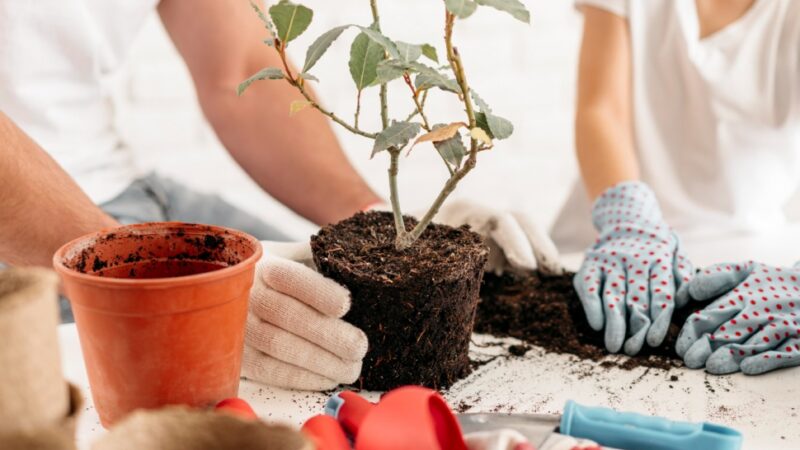 Wiosenne nasadzenia w Wrocławiu – zieleń kwitnie na ulicy Kosmonautów